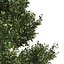 4 summer and fall Oak tree