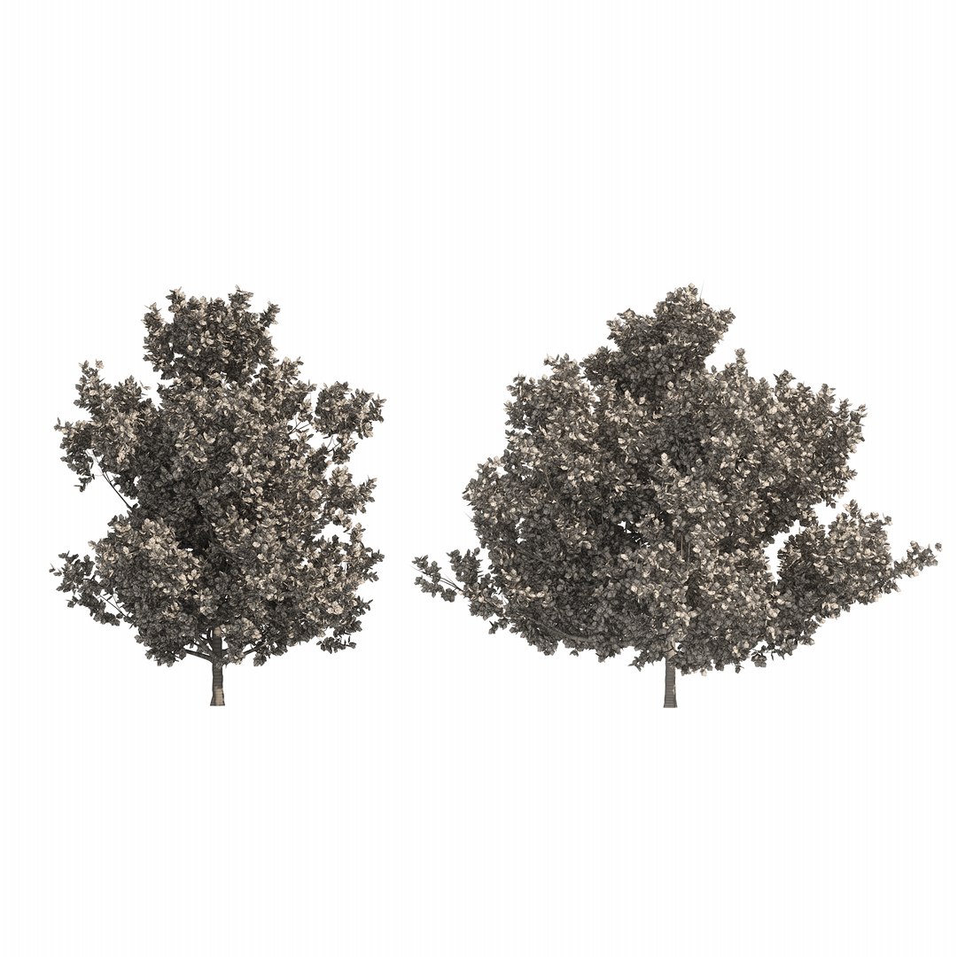 3D model 4 summer and fall Oak tree https://p.turbosquid.com/ts-thumb/UK/QJuzr3/Ml/wire02/png/1654644801/1920x1080/fit_q87/e0cc11084c0767bc3ece6d7bbf457801b0c4ebce/wire02.jpg