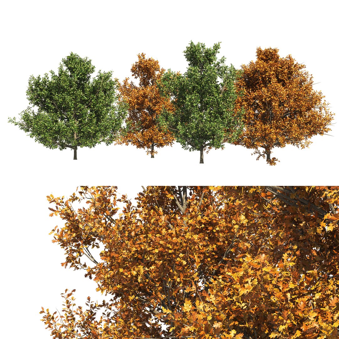 3D model 4 summer and fall Oak tree https://p.turbosquid.com/ts-thumb/UK/QJuzr3/Np/cover0101/jpg/1654644766/1920x1080/fit_q87/f708d97e14401711af897562fe5a016319a0b6bb/cover0101.jpg