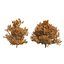 4 summer and fall Oak tree