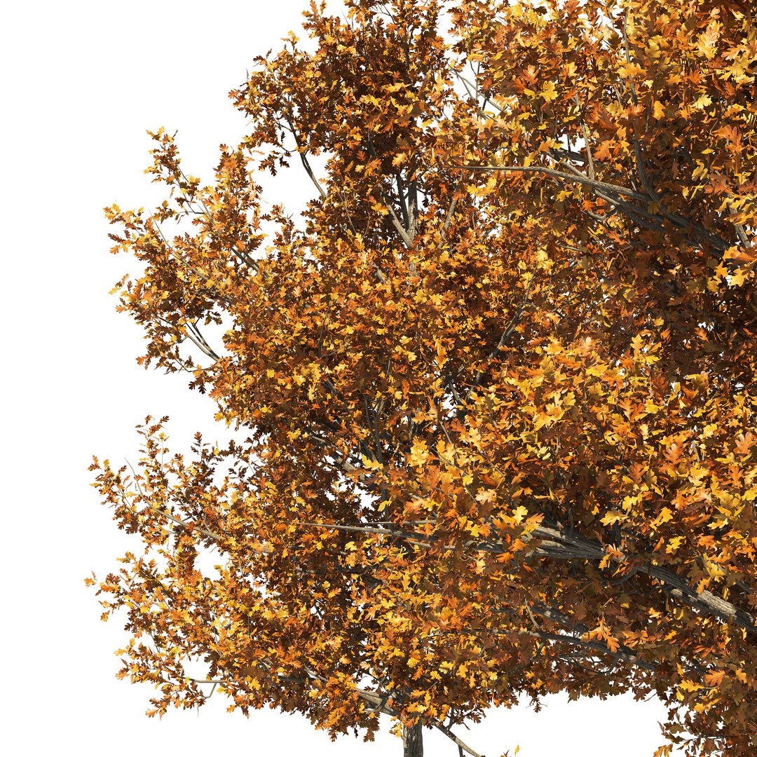 3D model 4 summer and fall Oak tree https://p.turbosquid.com/ts-thumb/UK/QJuzr3/dS/04pp/jpg/1654644782/1920x1080/fit_q87/77b221e4d8afcba25327adda68062cb0ab93fbe4/04pp.jpg