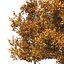 4 summer and fall Oak tree