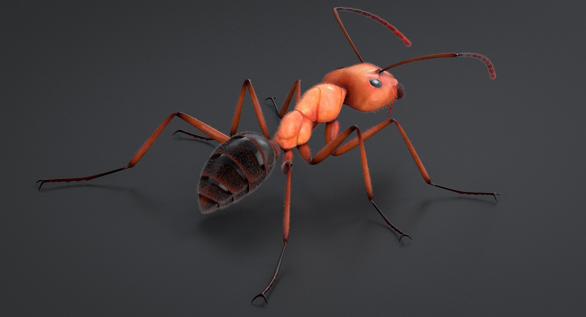 Realistic Ant 3D Model - TurboSquid 1348657