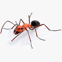 Fire Ant