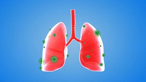 tract lung trachea Human Lung Right and Bronchi