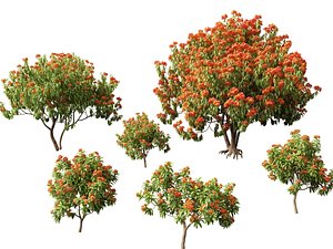 3D HighPolyLowPoly Saraca asoca - ashoka tree
