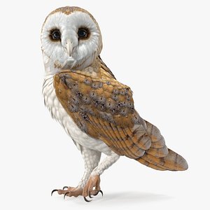 3D barn owl standing