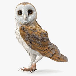 Barn Owl Standing