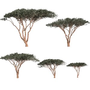 plant vol 921 - Acacia - tortilis - Umbrella - Thorn - Tree 3D model