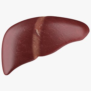 Liver