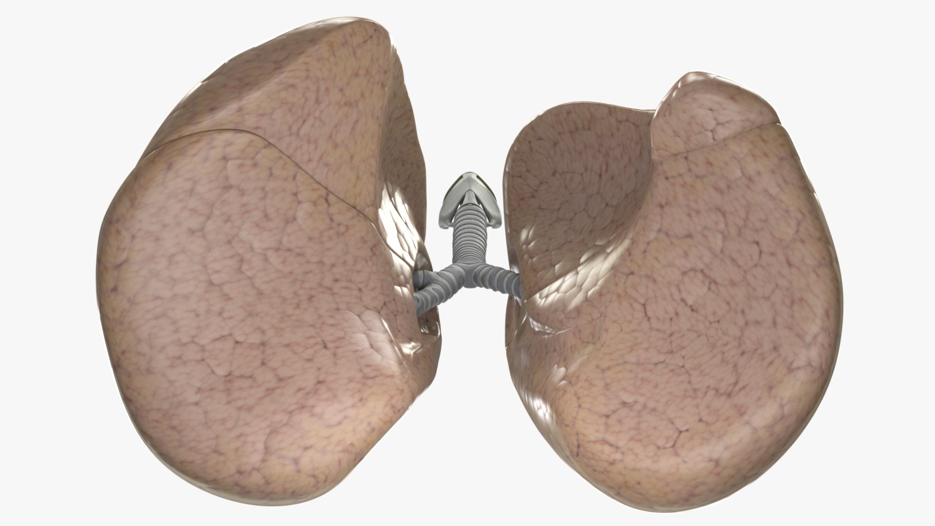 3D Human Respiratory Lungs Bronchus Model - TurboSquid 1591207