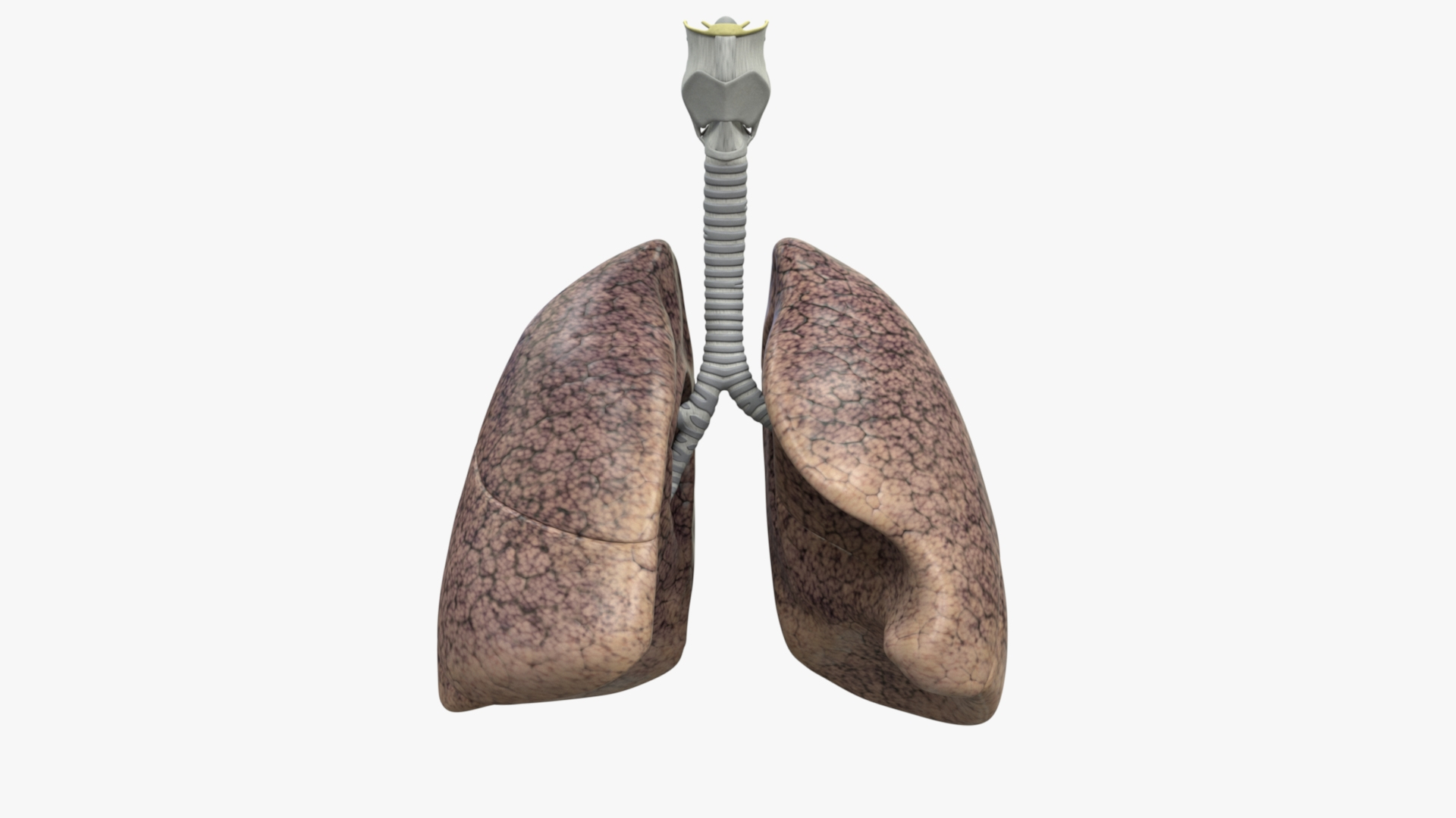 3D Human Respiratory Lungs Bronchus Model - TurboSquid 1591207