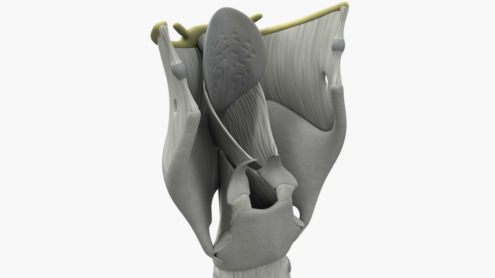 3D Human Respiratory Lungs Bronchus Model - TurboSquid 1591207