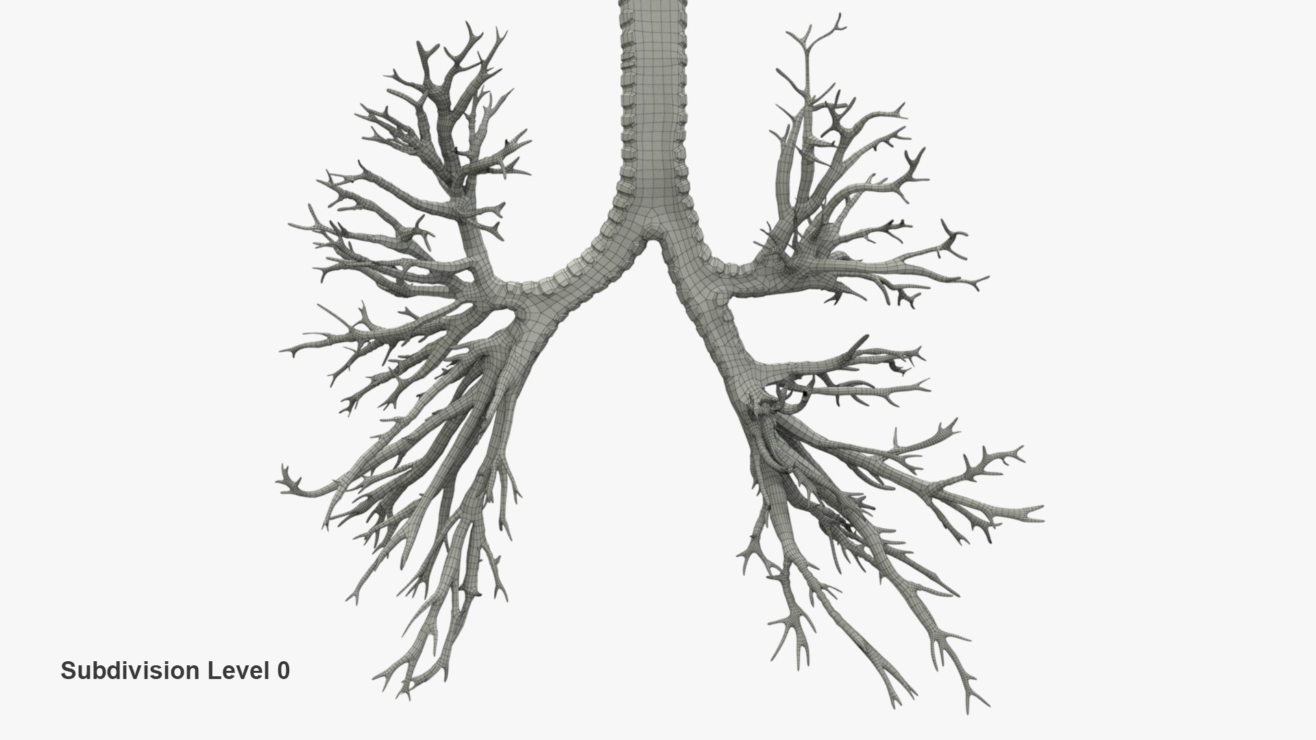 3D human respiratory lungs bronchus model - TurboSquid 1591207