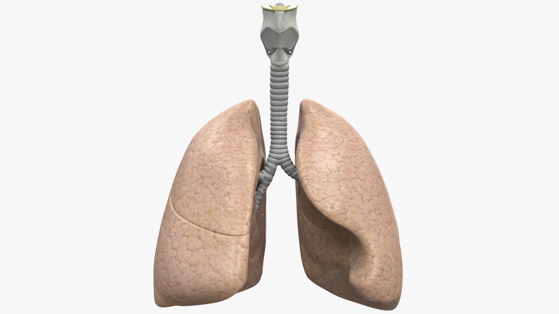 3D Human Respiratory Lungs Bronchus Model - TurboSquid 1591207