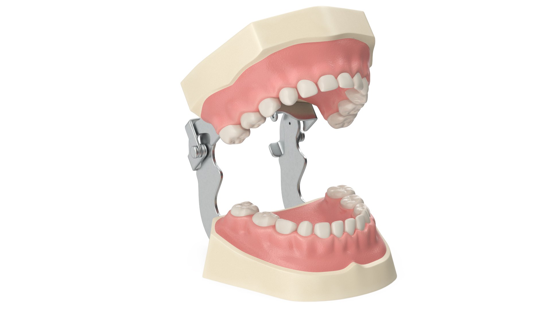 Dental Anatomy Pediatric Typodont Model with Removable Teeth 3D model ...
