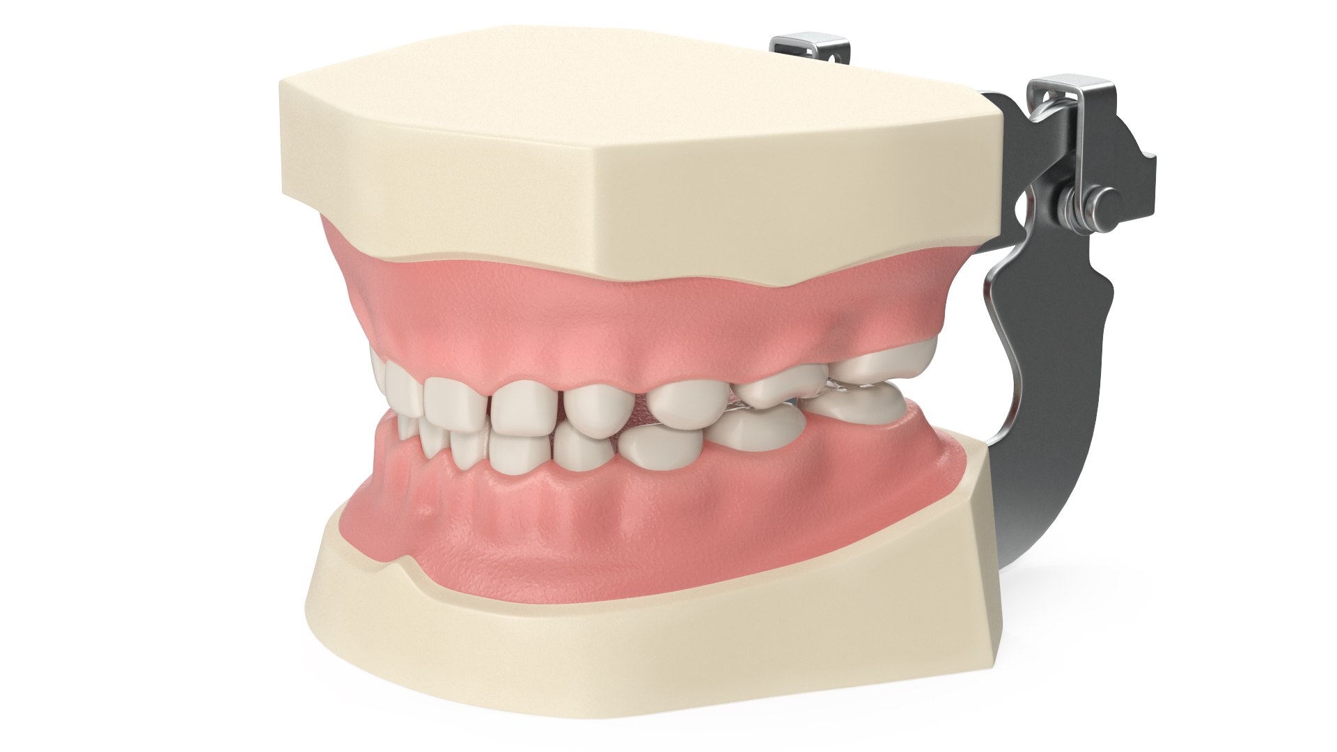 Dental Anatomy Pediatric Typodont Model with Removable Teeth 3D model preview