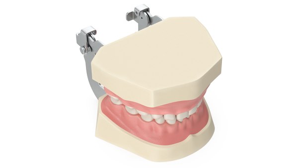 이동식 치아가 있는 치과 해부학 소아 Typodont 모델 3D 모델 - TurboSquid 2052620