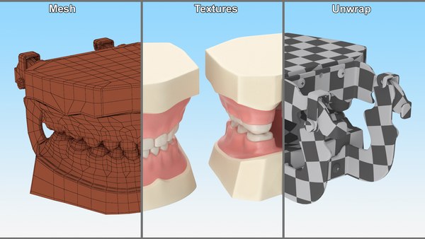 이동식 치아가 있는 치과 해부학 소아 Typodont 모델 3D 모델 - TurboSquid 2052620