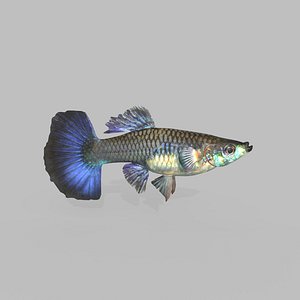 Guppy Fish Female V2