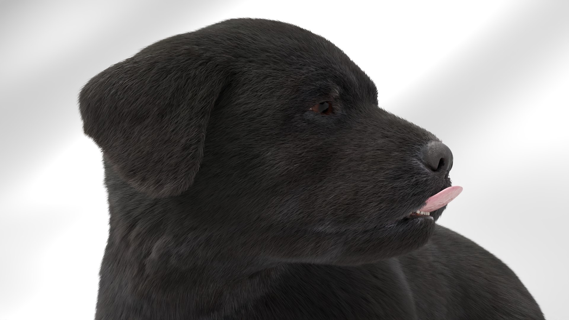 Labrador Retriever Puppy Eating Fur Animated Rigged For Maya model https://p.turbosquid.com/ts-thumb/UL/GRsKm6/Ez/labrador_retriever_puppy_eating_fur_animated_rigged_for_maya_009/jpg/1773816506/1920x1080/fit_q87/e50ce1cffe12cba0c95dba1ee5095164d0deea0e/labrador_retriever_puppy_eating_fur_animated_rigged_for_maya_009.jpg