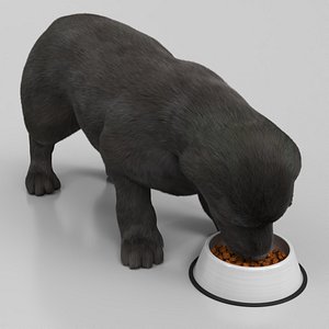Labrador Retriever Puppy Eating Fur Animated Rigged For Maya
