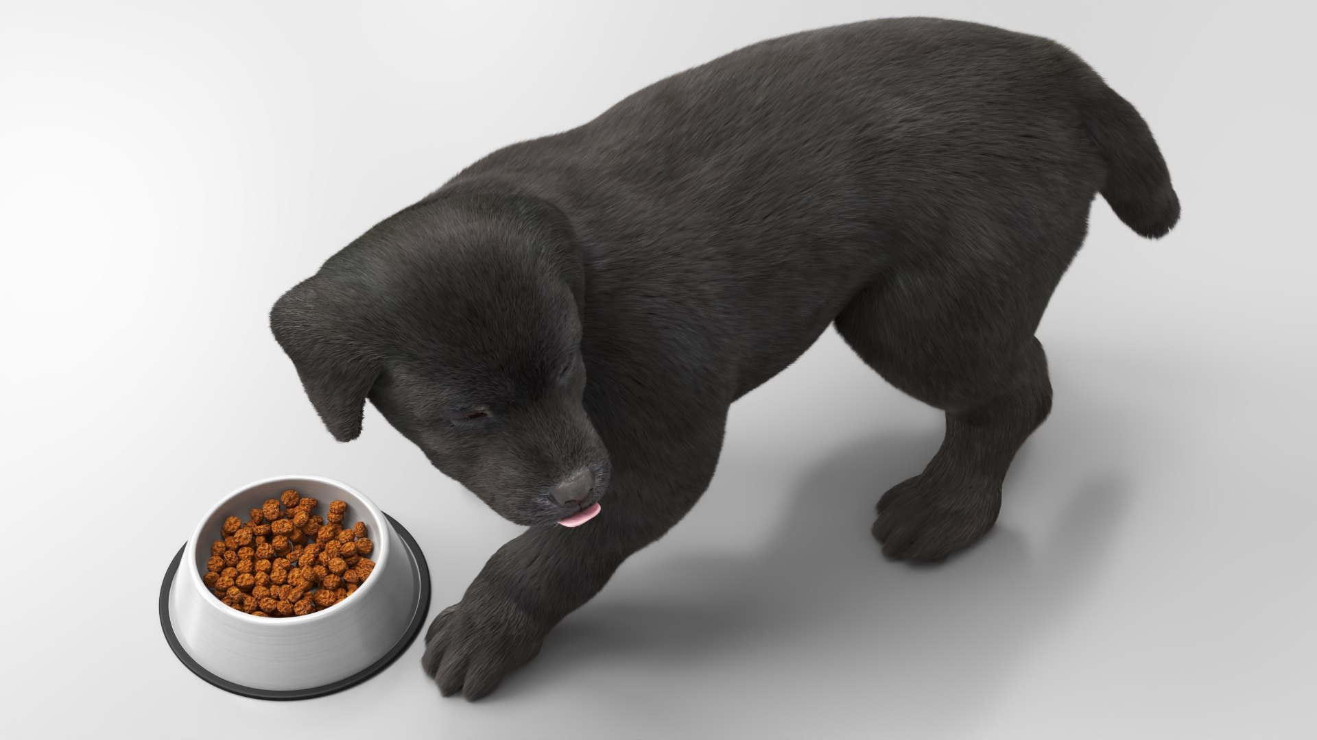 Labrador Retriever Puppy Eating Fur Animated Rigged For Maya model https://p.turbosquid.com/ts-thumb/UL/GRsKm6/oM/labrador_retriever_puppy_eating_fur_animated_rigged_for_maya_008/jpg/1773816504/1920x1080/fit_q87/708b2ea8a8dfd988a313fd22de1c7b512cad8b22/labrador_retriever_puppy_eating_fur_animated_rigged_for_maya_008.jpg