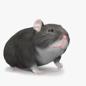 Dwarf Hamster Gray Fur Rigged 3D model