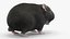 Hamster Anão de Pele Cinza Rigged