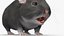 Hamster Anão de Pele Cinza Rigged