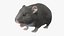 Hamster Anão de Pele Cinza Rigged