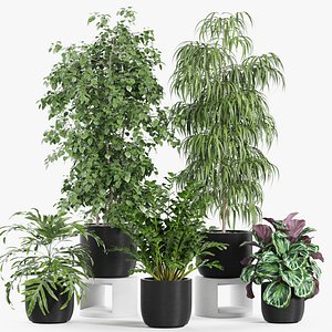 Plants collection 962 3D model
