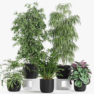 Plants collection 962
