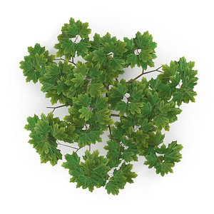 3D Maple Branch Grean V3
