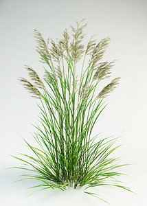 3d max fescue grass