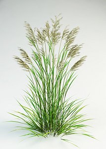 tall fescue Festuca arundinacea