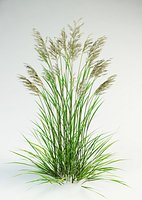tall fescue Festuca arundinacea