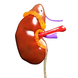 3d human kidney model