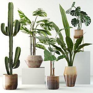 Plants collection 04