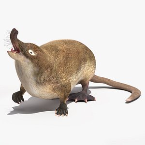 Desmana Moschata Rigged model