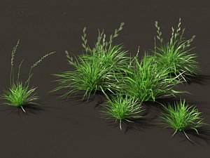 Lolium perenne - Perennial ryegrass