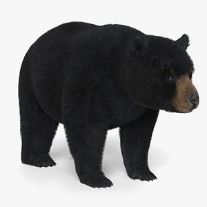 3D Black Bear