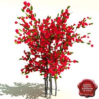 Ilex verticillata (Red Winterberry)