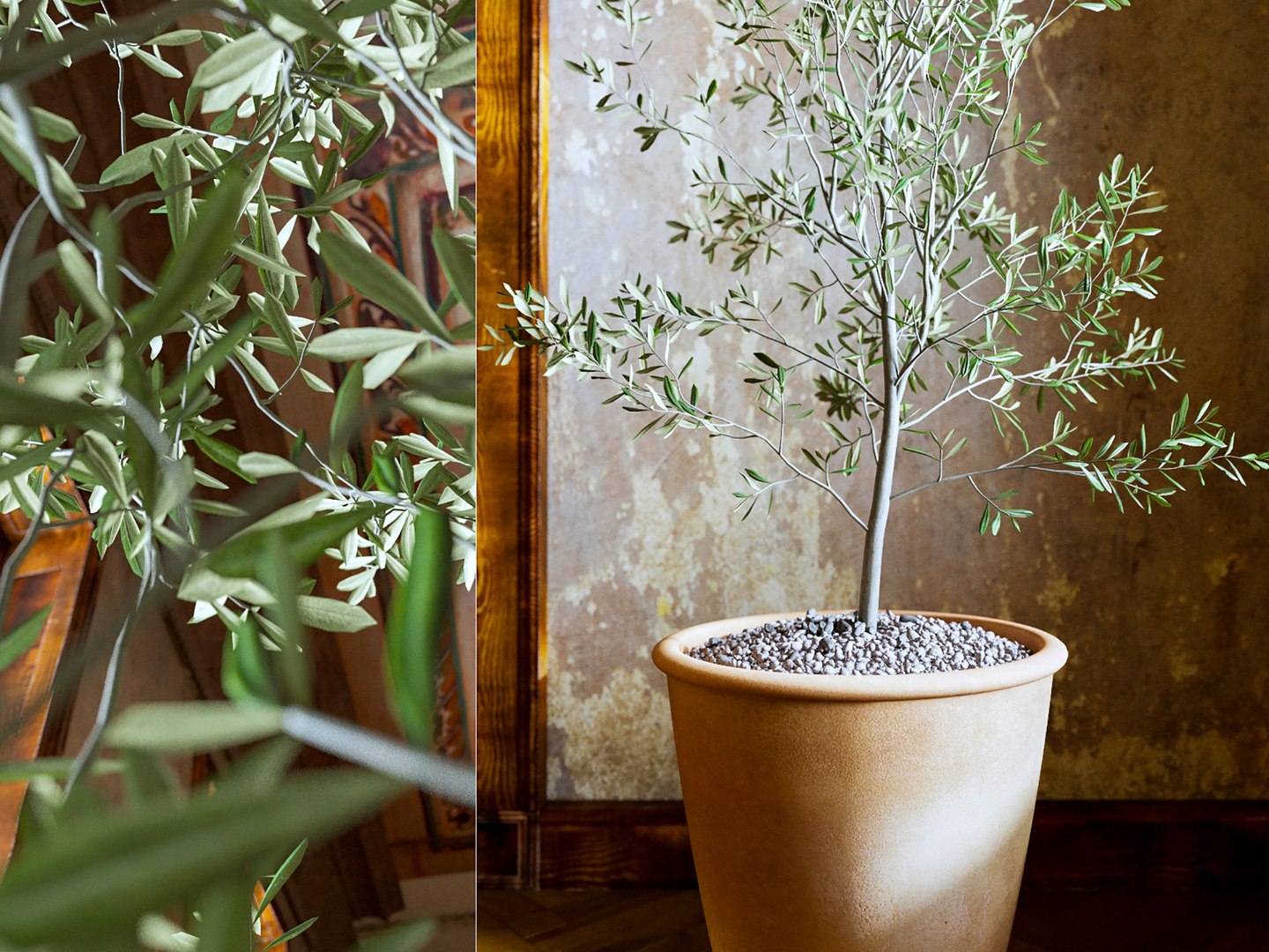Olea europaea en Terra Cotta main image 0