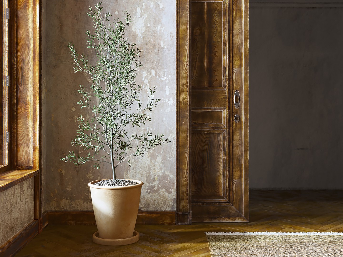 Olea europaea en Terra Cotta main image 1