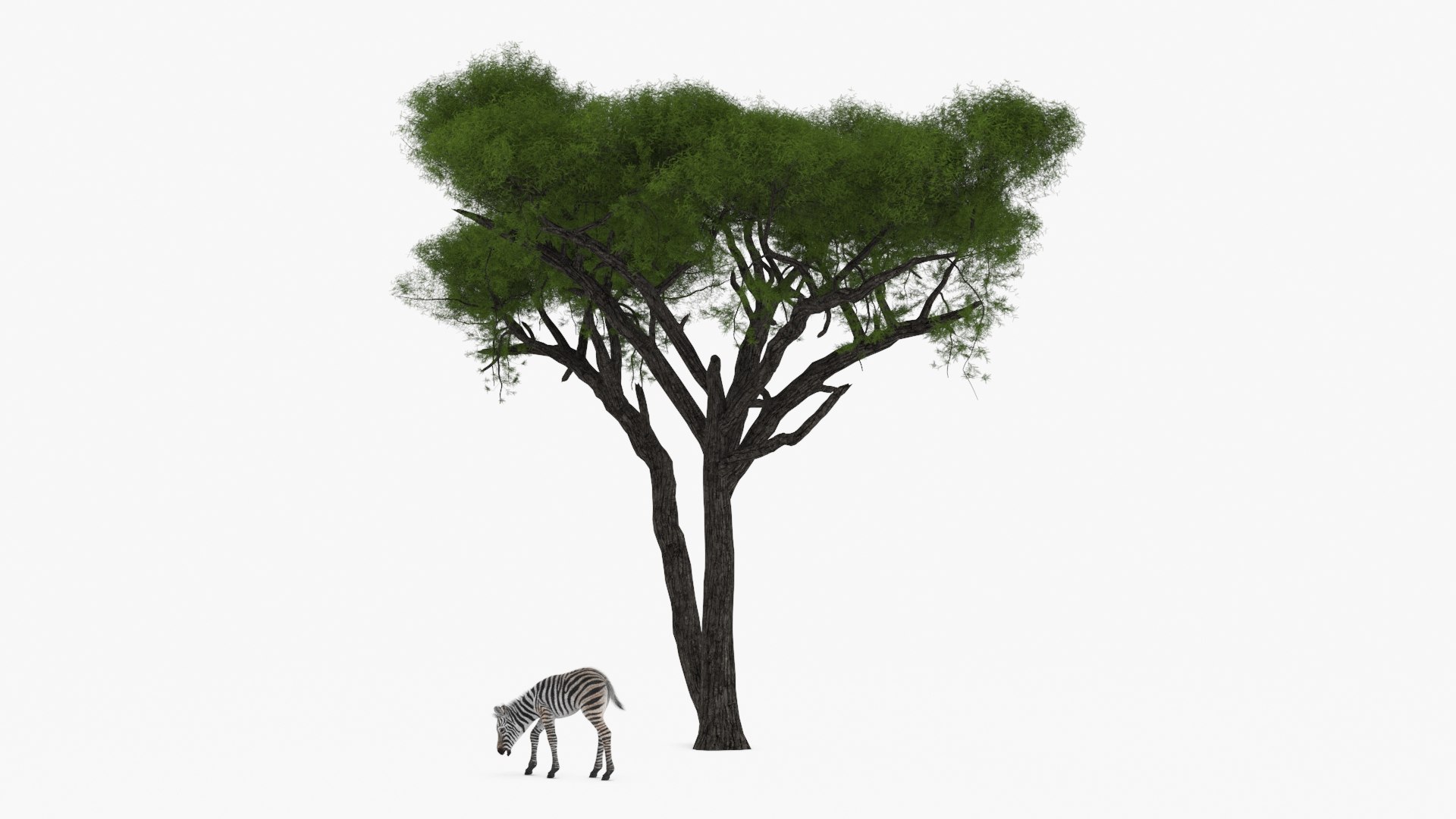 Acacia Shade and Zebra Foal Fur 3D model preview