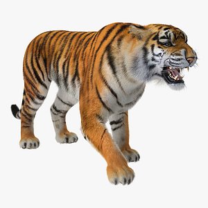 Tiger Roar with Fur 3D Model