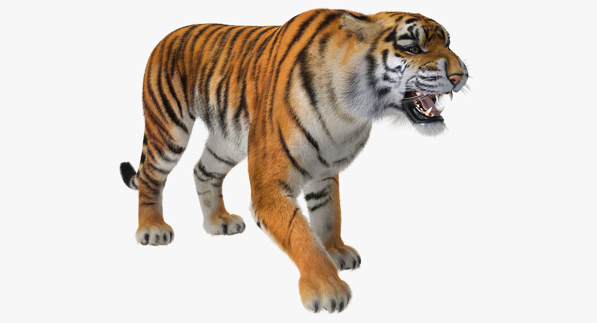 Tiger Roar with Fur 3D Model 3D model preview