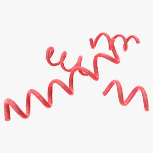 Syphilis bacterium 3D model