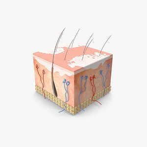 Vitiligo Skin Structure